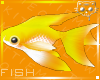 Fish OrangeY 1a Ⓚ