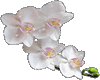 Orchid Flowers Stikers