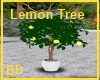 [BD] Lemon Tree
