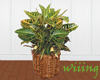 Plant with basket