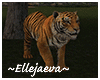 African Tiger Animated