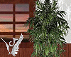 Cane Palm