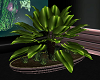 (AK) Cozy Plant 1