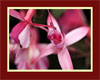 Fuchsia Framed Picture