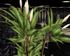 :YL:Satin/N Exotic Plant