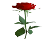 Single Red Rose Sticker