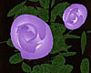 Wedding Roses Lilac