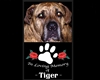 Tiger -in Loving Memory 