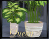 !Q N White Potted Plants