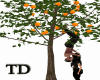 Orange tree kiss