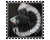 Blacknwhite Beta Stamp