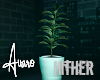 Hither Plant