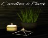 AV Candles & Plant