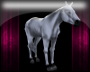 white N gray horse