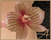 Peach Pearls & Orchids H