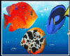 fish soj