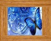 (F)Blue Butterfly Pic