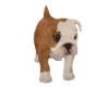 Bulldog Puppy