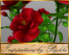 I~2 Rose Bush*Red