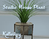 Studio plant