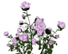 Rose Bush Lilac