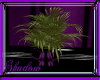 {SP}Purple Passion Palm
