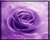 ~WT07~ Purple Rose