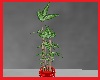 Red Potted House Plant