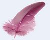 Pink Feather