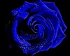 Blue Rose Dance Club