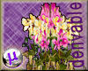 pink cream orchids