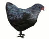 Black Star Chicken