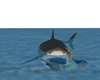 Shark Attack (shark)