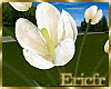 [Efr] Tulips White v2