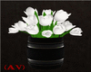 (AV) White Tulips