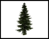 *Spruce Tree