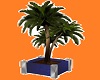 [MS] Regent Potted Palm