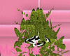 P I Pink Loft ♥ Plant