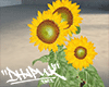 金 Sunflower