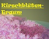 Kirschblüten-Traum