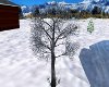 S~Winter Tree