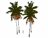 Palm Trees6