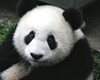 {ke} Panda Cub Sticker
