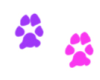 Colorful||Paws