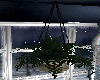 Z: Mod E, Hanging Plant