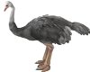 Animated Ostrich