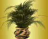 African Safari Palm