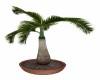 Bottle Palm