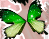 Loe// Butterfly wings G