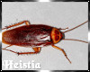 [H] Cockroach Animated